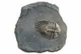 Rare Septimopeltis Trilobite - Fezna, Morocco #348378-1